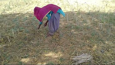 Desi Indian Pacar Lagi Kerja Di Sawah, Langsung Digenjot Gila-gilaan